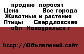 продаю  поросят  › Цена ­ 1 000 - Все города Животные и растения » Птицы   . Свердловская обл.,Новоуральск г.